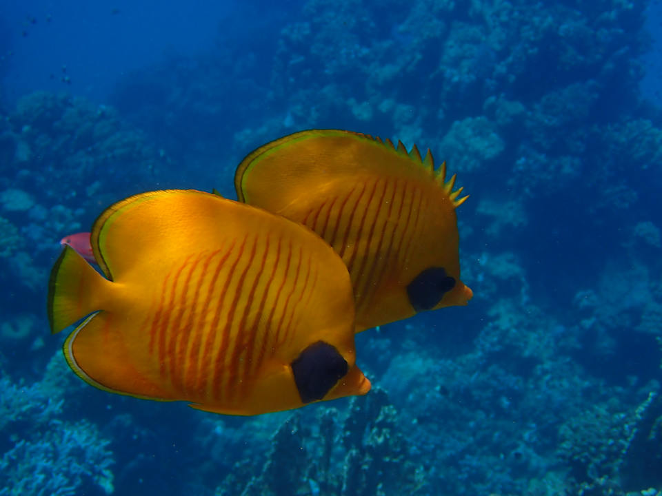 Sport & Freizeit Beach Safari Nubian Resort