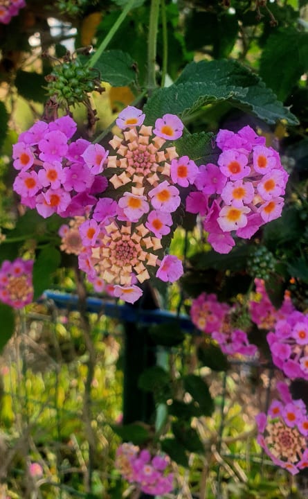 Sonstiges Bella Resort & Spa