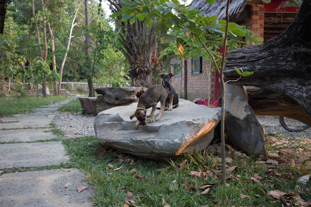 Pieski przy recepcji Green Bamboo Lodge Resort