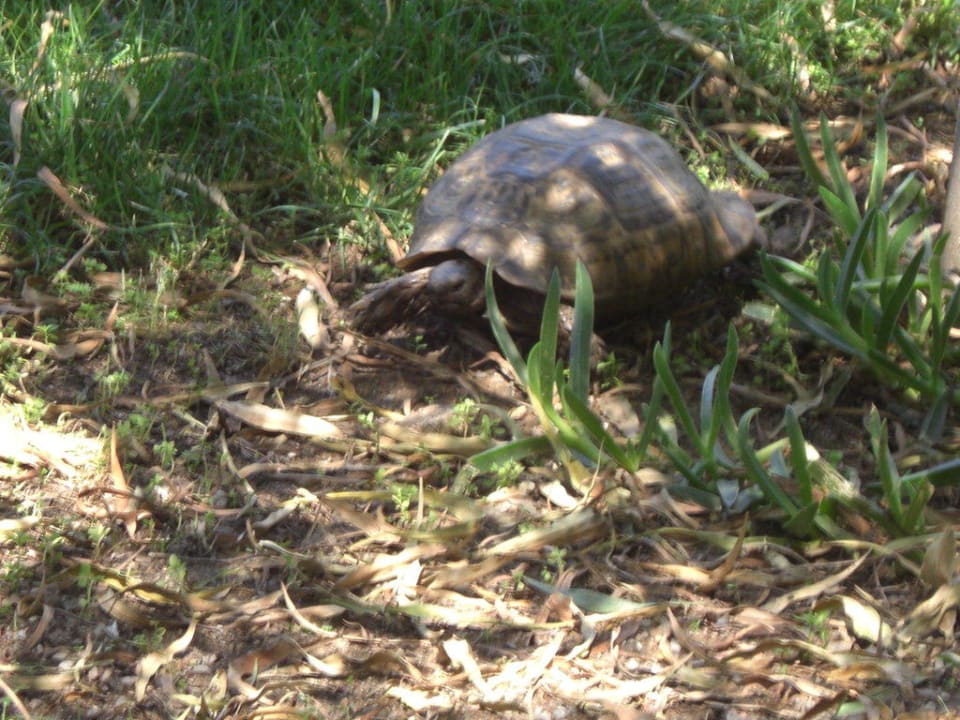 Schildkröte Asteria Family Belek