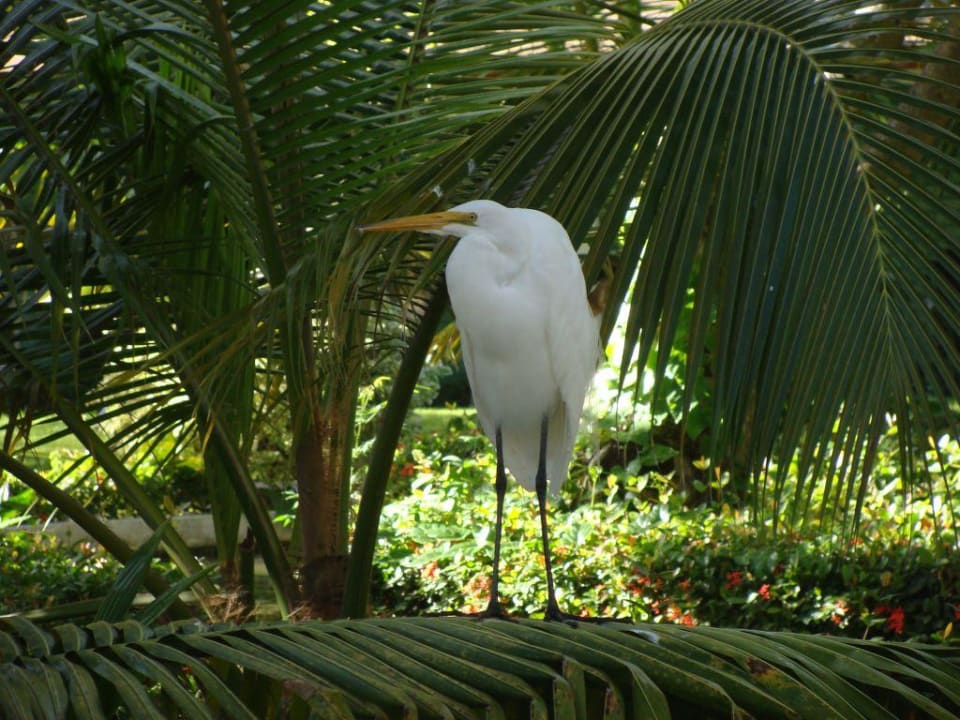 Teichbesucher Grand Palladium Select Bávaro Resort & Spa
