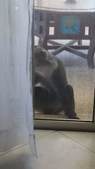 Vorsicht Affen... sind schnell im Zimmer Hotel Southern Palms Beach Resort