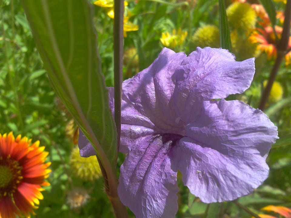 Gartenanlage Süral Saray Hotel