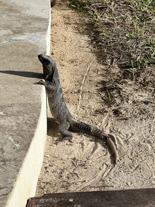 Gartenanlage Akumal Bay Beach & Wellness Resort