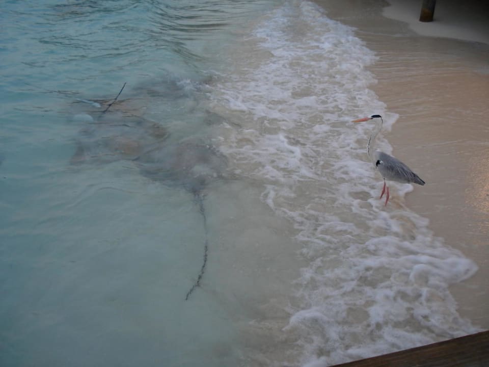 Rochenfütterung auf Kuramathi Kuramathi Maldives