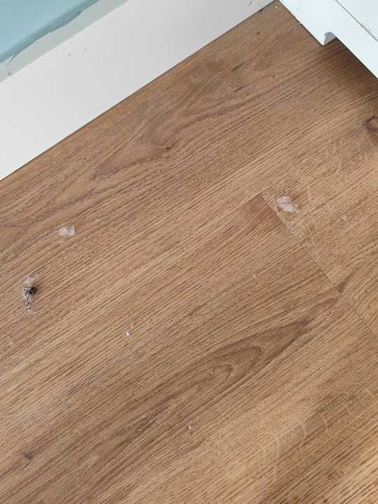 Zimmer Seashell Vega