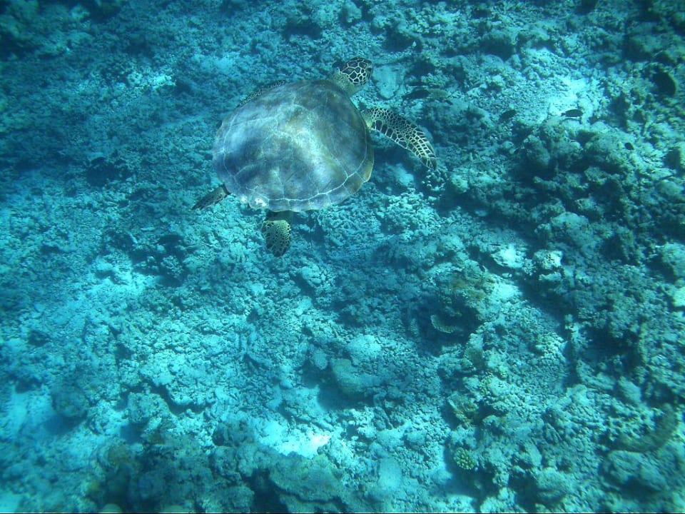 Meeresschildkröte Kuramathi Maldives