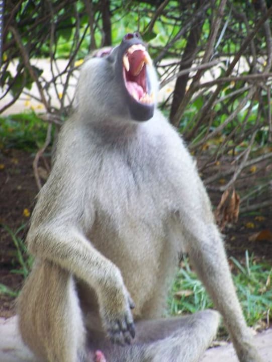 Müde Hotel Papillon Lagoon Reef