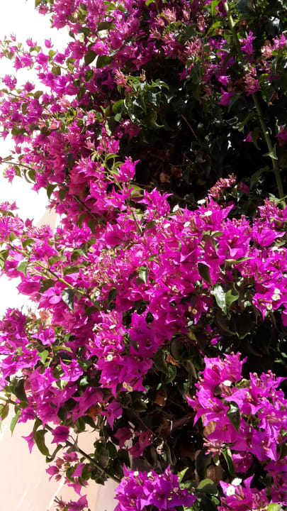 Gartenanlage Hotel Kouros Palace