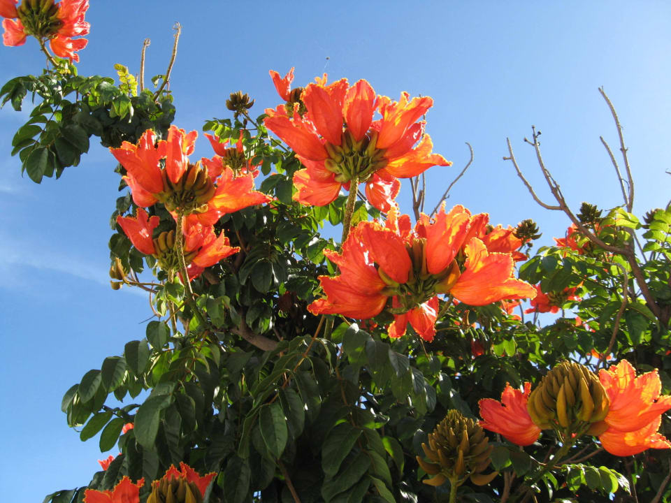 Überall blüht es allsun App.-Hotel Albatros