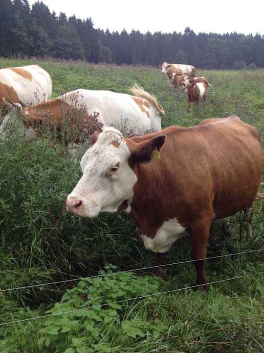 Sonstiges Ferienparadies am Rennweg