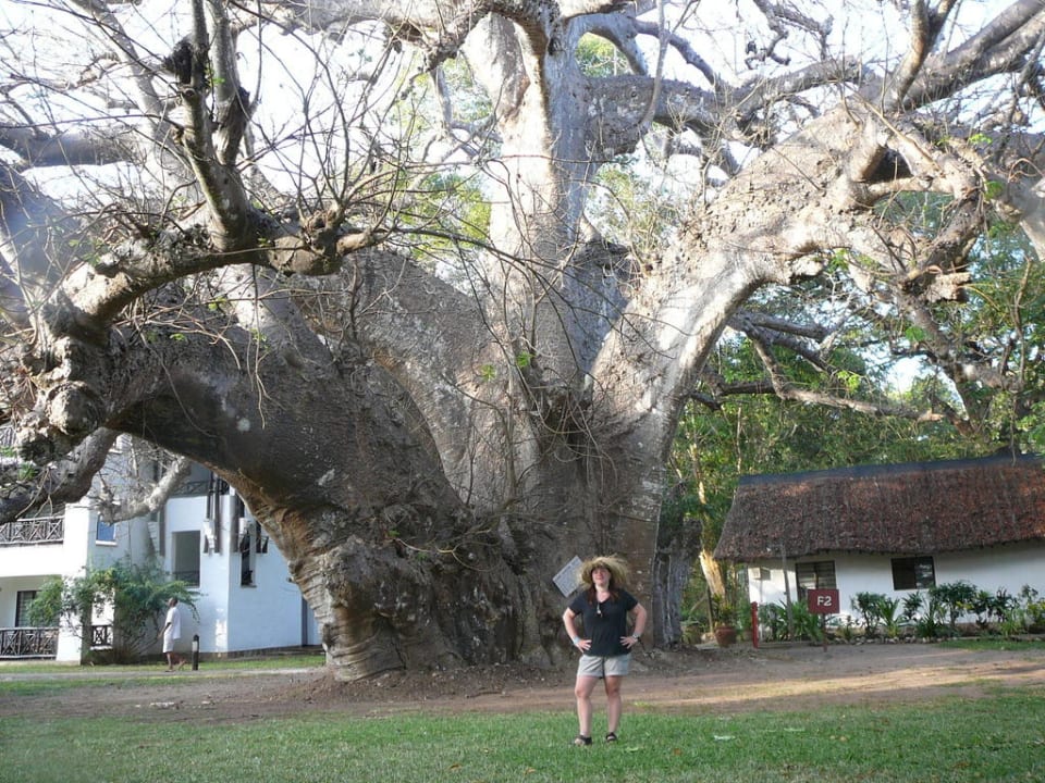 Baum im Garten Hotel Papillon Lagoon Reef