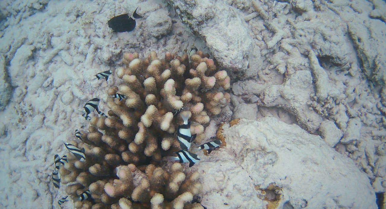 Sonstiges Summer Island Maldives