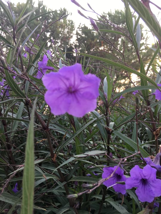 Gartenanlage Arum Barut Collection