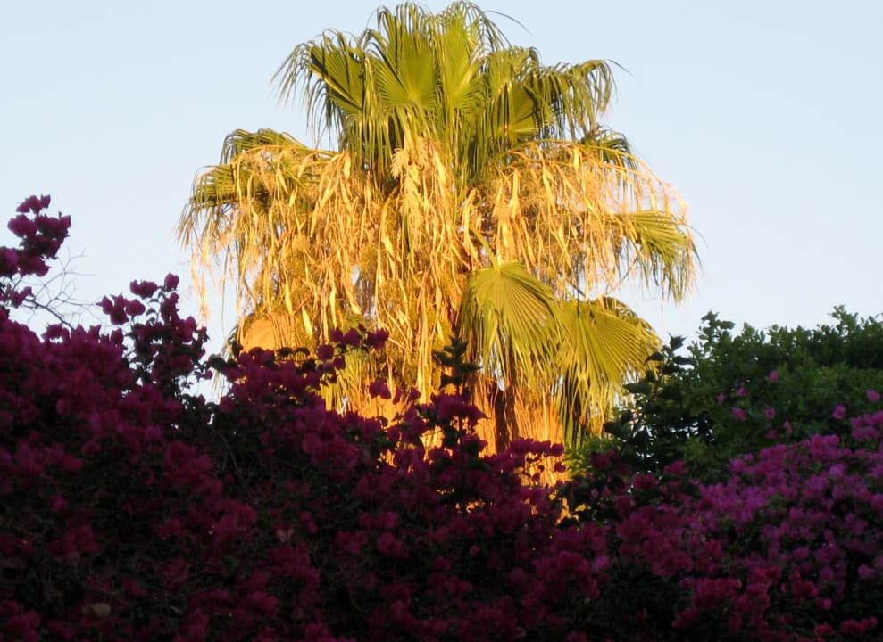 Blick in Garten zum Sonnenuntergang Giftun Azur Resort