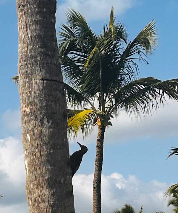 Außenansicht Iberostar Selection Hacienda Dominicus