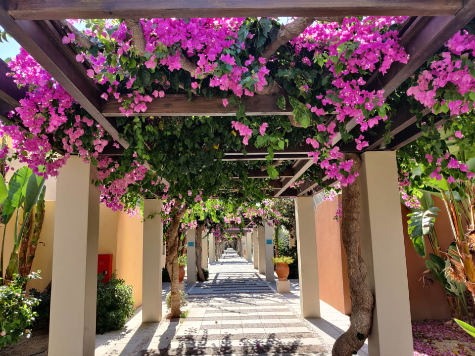 Gartenanlage Astir Odysseus Kos Resort & Spa