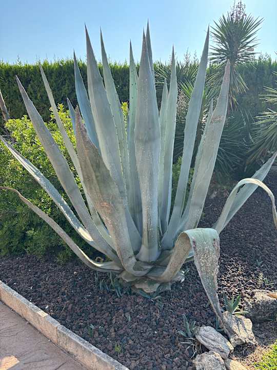 Gartenanlage Hotel Beach Club Font de Sa Cala