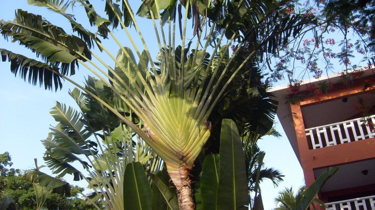 Palme BelleVue Dominican Bay