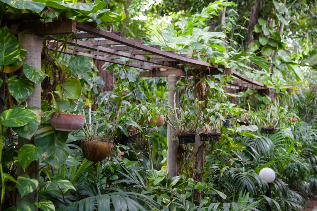 Gartenanlage Hotel Tropica Bungalow