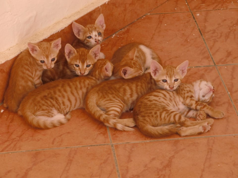 8 kleine Katzenbabys Arabia Azur Resort