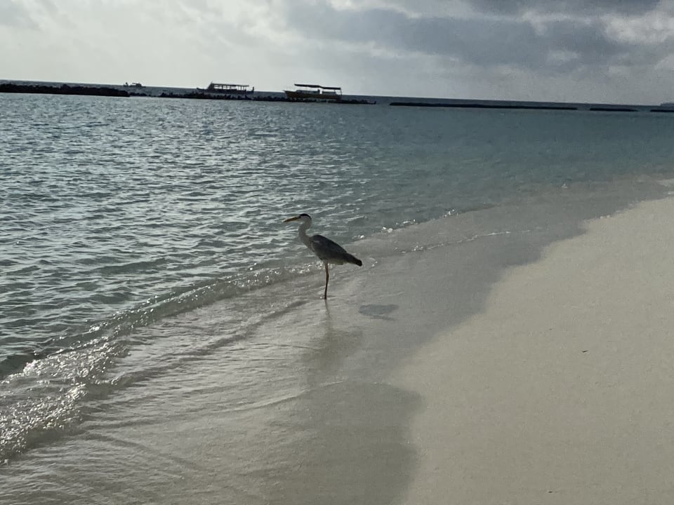 Strand Summer Island Maldives