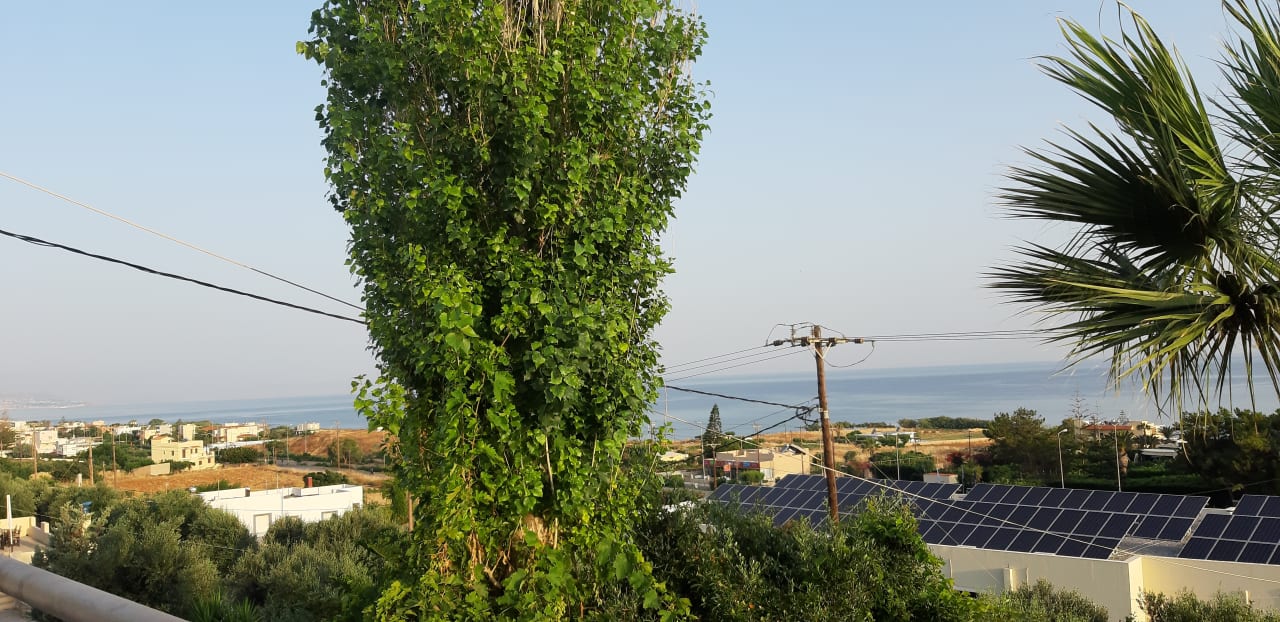 Ausblick Oasis Scaleta Hotel