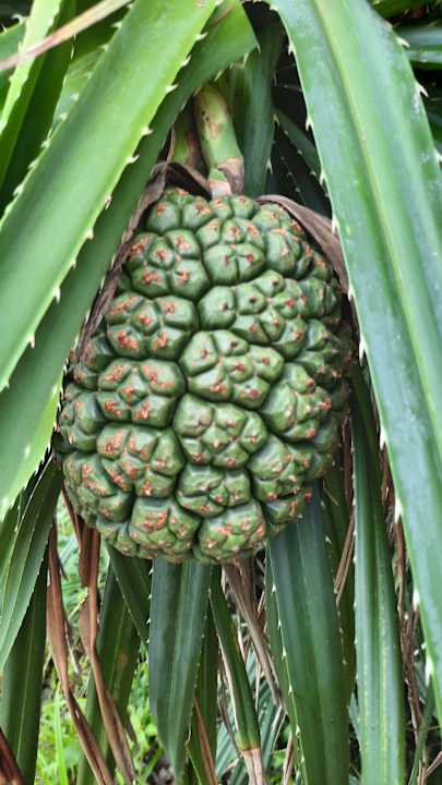 Gartenanlage Santiburi Koh Samui