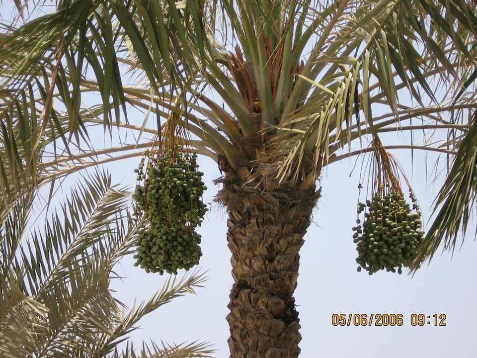 Daktyle Hilton Garden Inn Ras Al Khaimah