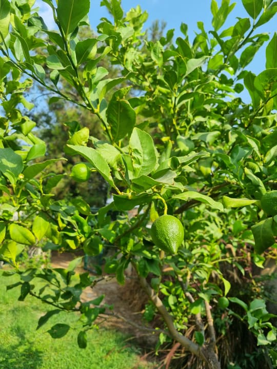 Gartenanlage Alba Resort Hotel