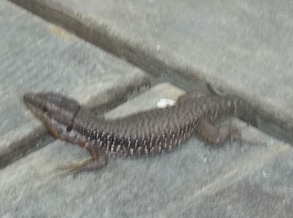Exotische Tiere am Strand Hotel Orfeus Park
