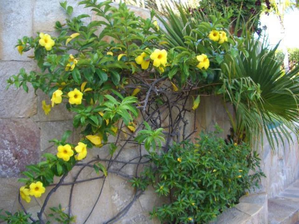 Blumen Corallium Dunamar by Lopesan Hotels