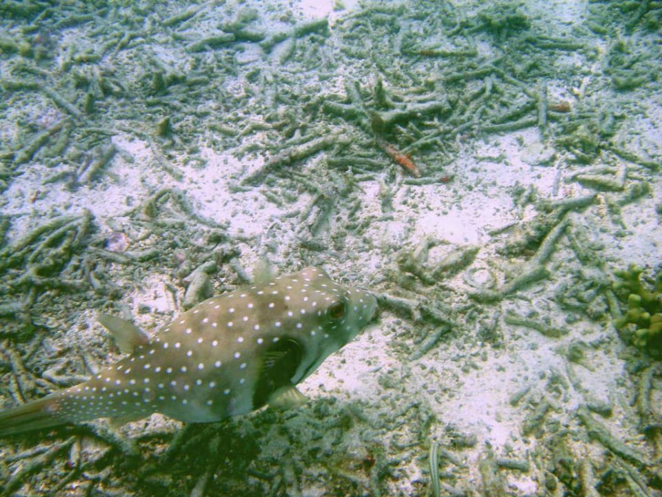Kofferfisch Summer Island Maldives