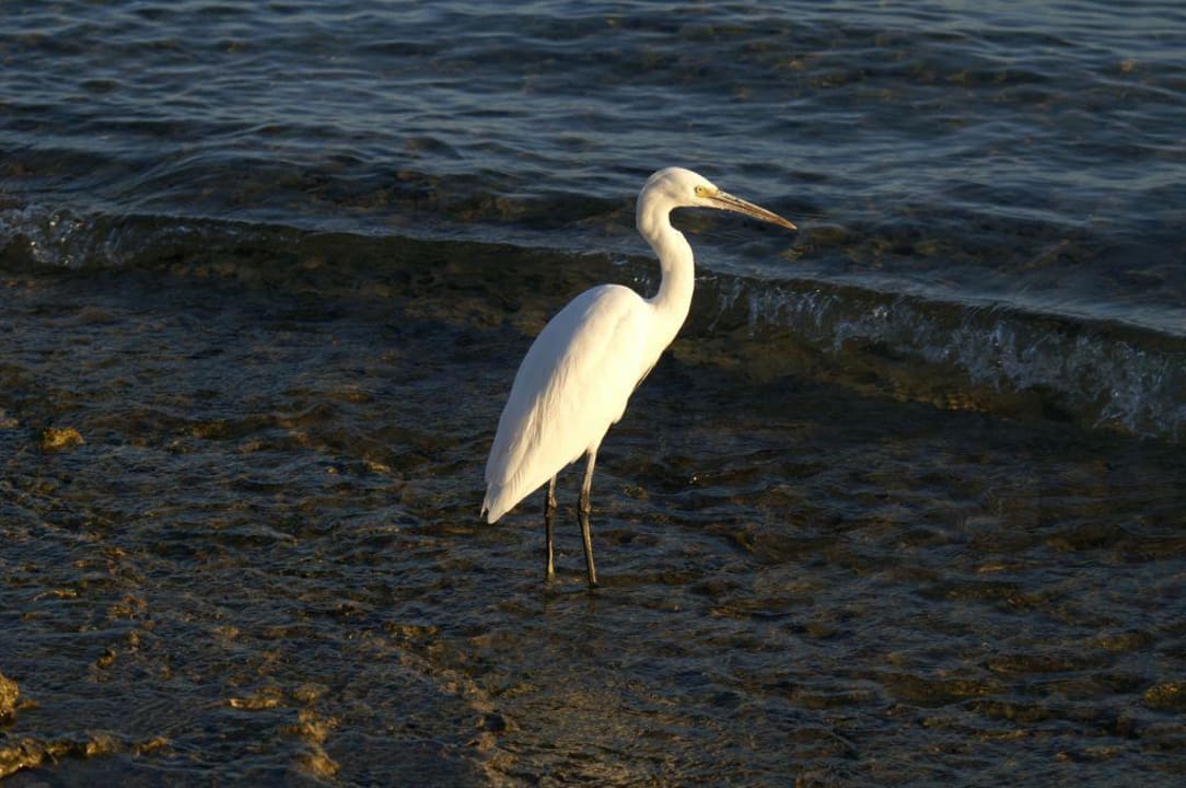Der "Strandläufer" im Fort Arabesque Fort Arabesque Resort, Spa & Villas