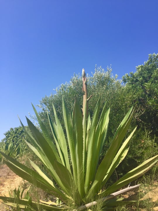 Strand ROBINSON QUINTA DA RIA