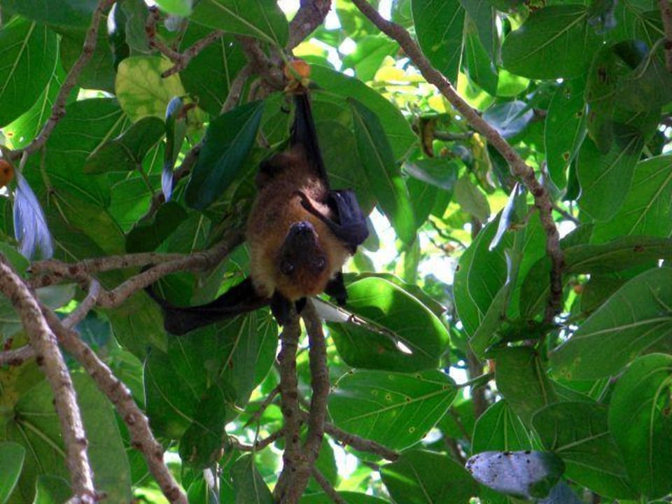 Einer von zahlreichen Flughunden Kuredu Island Resort & Spa