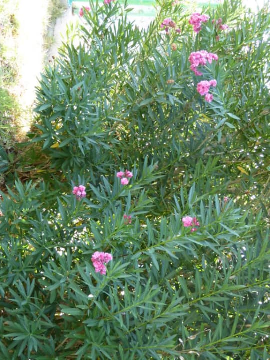 Wunderschöne Blumenpracht Hotel Calypso Beach