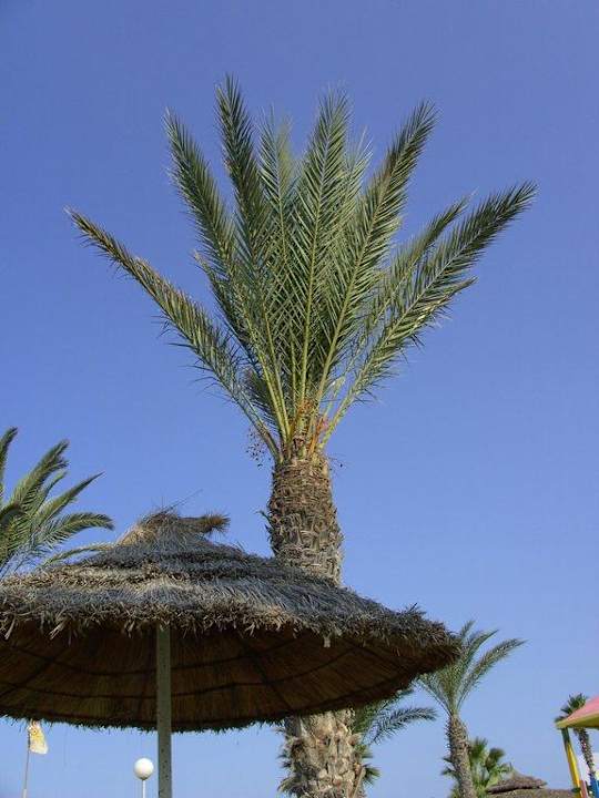 Impressionen El Mehdi Beach Resort