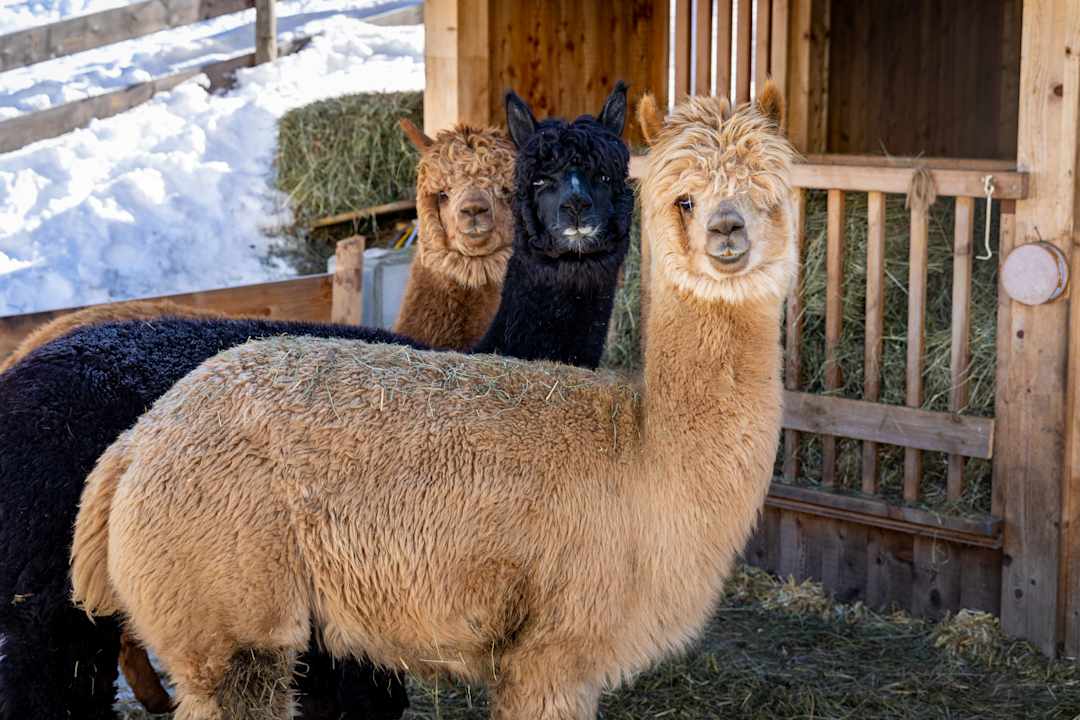 Sonstiges Der Kirchheimerhof - Superior Refugium