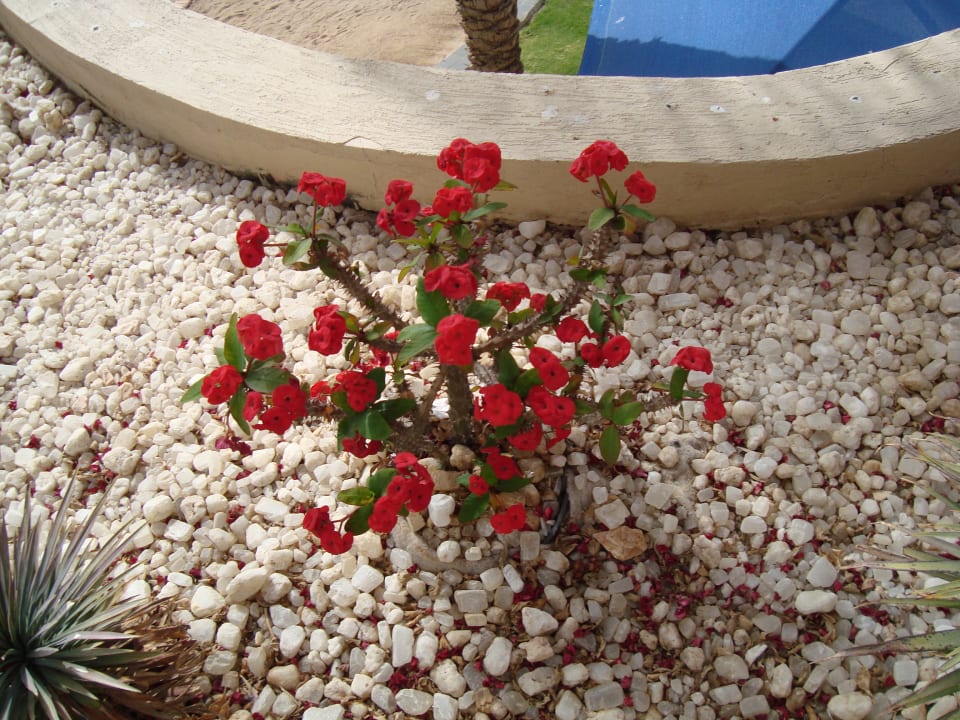 Sonstiges Beach Albatros Resort