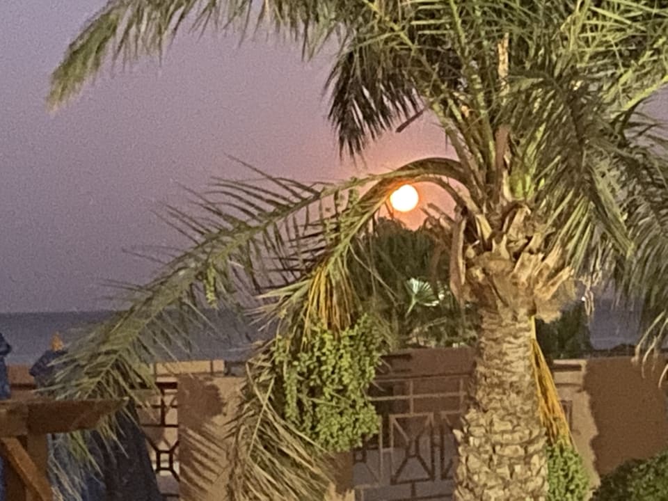 Sonstiges Shams Prestige Abu Soma-Adults Only