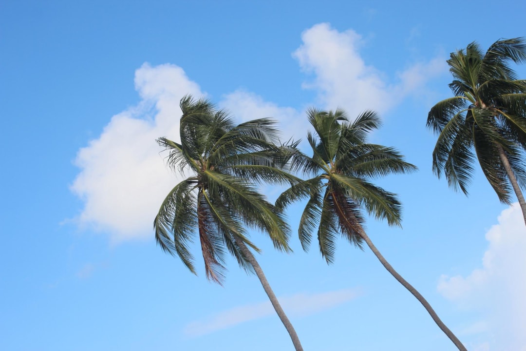 Palmen Meeru Maldives Resort Island