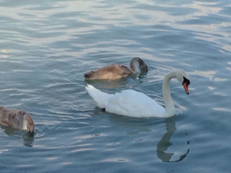 Tiere gibt es hier auch Danubius Hotel Marina