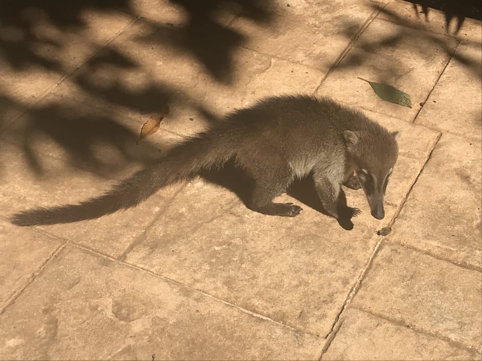 Sonstiges Catalonia Playa Maroma