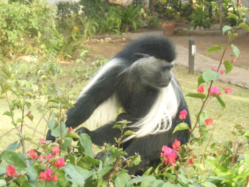 Columbusaffe Hotel Papillon Lagoon Reef