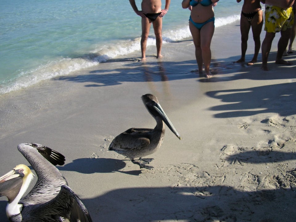 Krmení pelikánů na pláži Hotel Brisas del Caribe