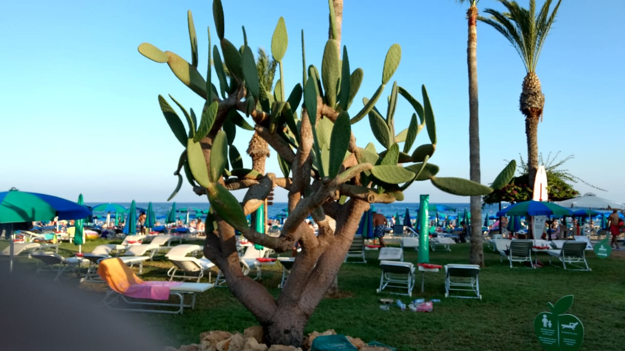 Strand Hotel Nelia Beach