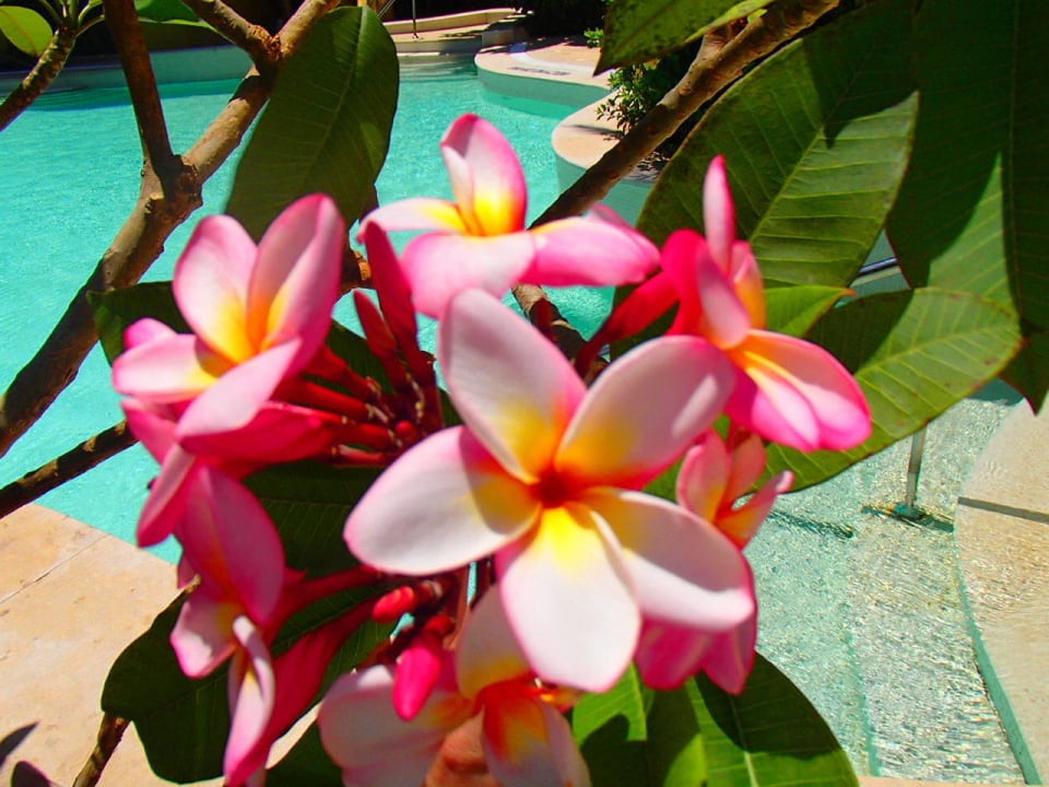 В отеле много зелени Grand Waterworld Makadi & Family Star Makadi