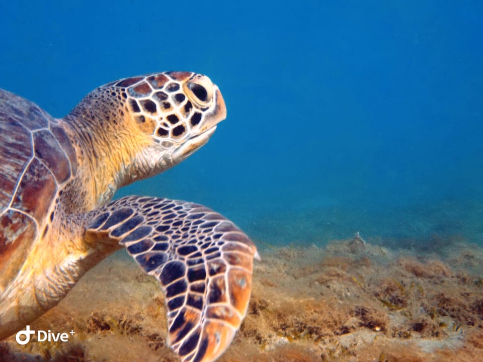 Strand Shams Alam Beach Resort