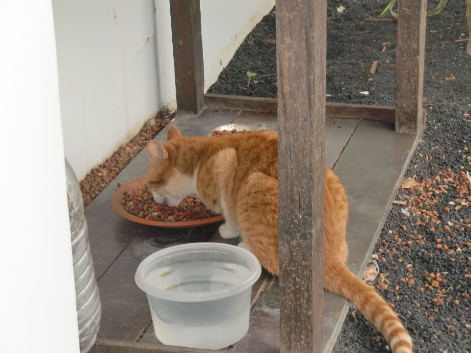 Eingerichtete Katzen-Station für hungrige Streuner Hotel Las Costas